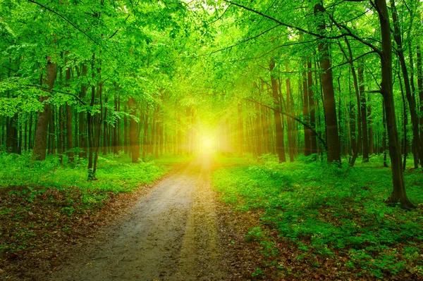 Лес и солнце — стоковое фото
