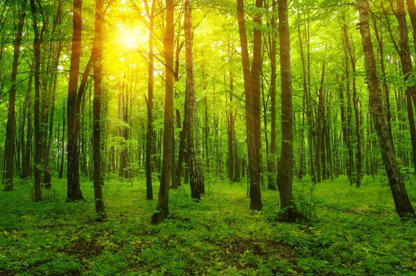 Bosque y sol — Foto de Stock