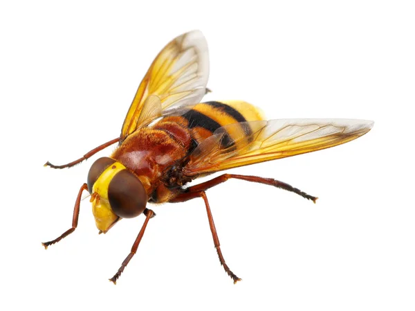 Insecto sobre un blanco — Foto de Stock