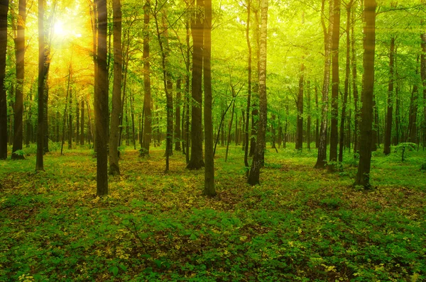 Skogen och solen — Stockfoto