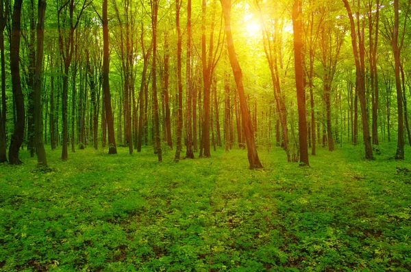 Skogen och solen — Stockfoto