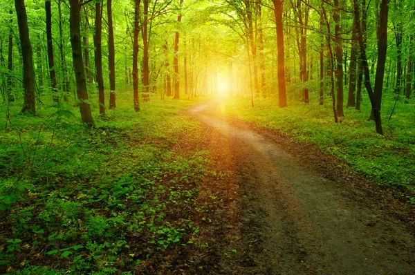 Ліс і сонце — стокове фото