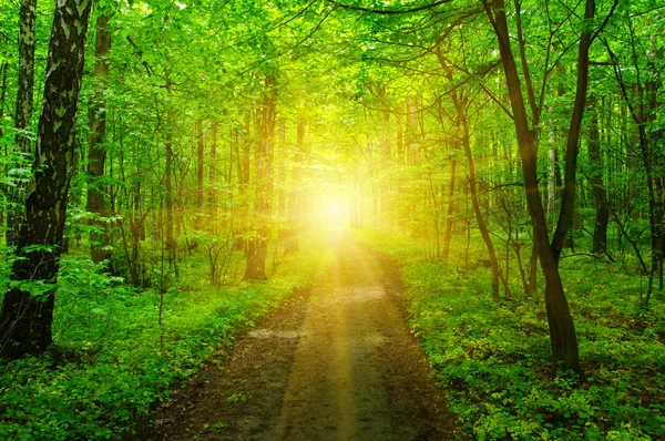 Forest and sun — Stock Photo, Image