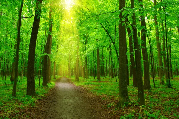 Erdő és a sun — Stock Fotó
