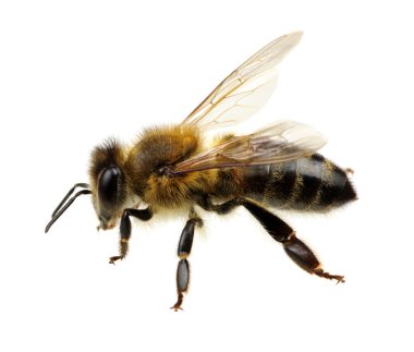 Arı beyazı izole etti.