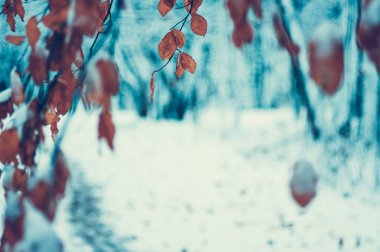 Sarı sonbahar yaprakları kış ormanında