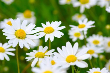 Yeşil alanda beyaz papatyalar