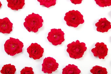 Beyaz arkaplanda kırmızı güller 