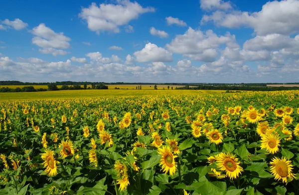 Field Blooming Sunflowers Background Blue Sky — Stock Photo, Image