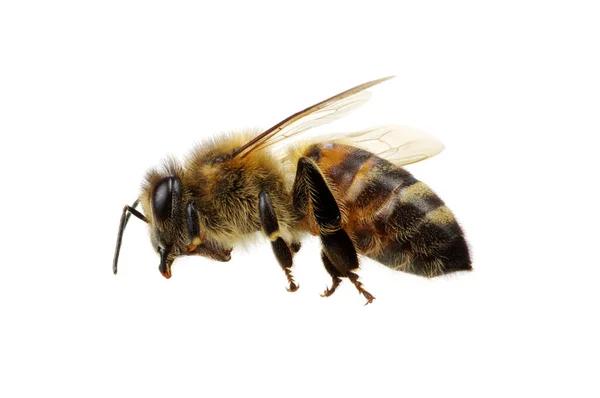 Abeja Aislada Blanco — Foto de Stock