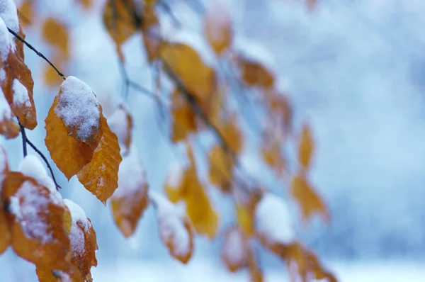 Žluté Podzimní Listy Zimním Lese — Stock fotografie