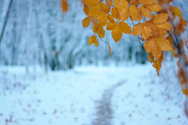 Gelbe Herbstblätter Winterwald — Stockfoto