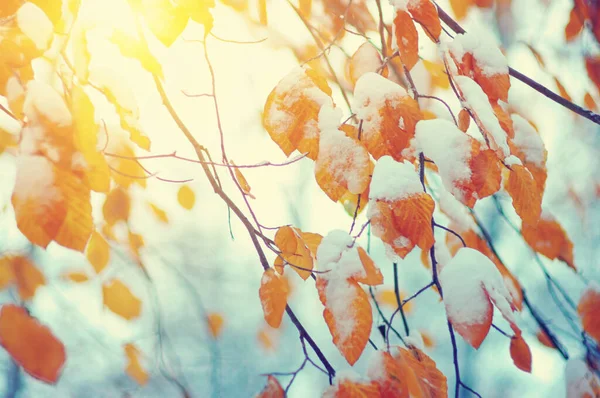 Κίτρινα Φύλλα Στο Χιόνι Στον Ήλιο Αργά Φθινόπωρο Και Νωρίς — Φωτογραφία Αρχείου