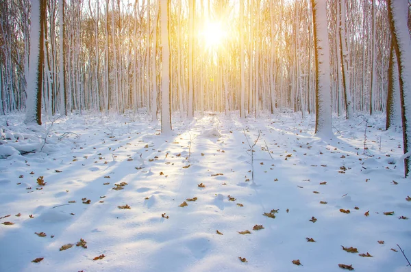 Bosque Invierno Sol Árbol Nieve —  Fotos de Stock