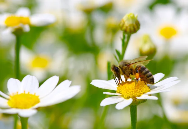 Včela Heřmánku — Stock fotografie