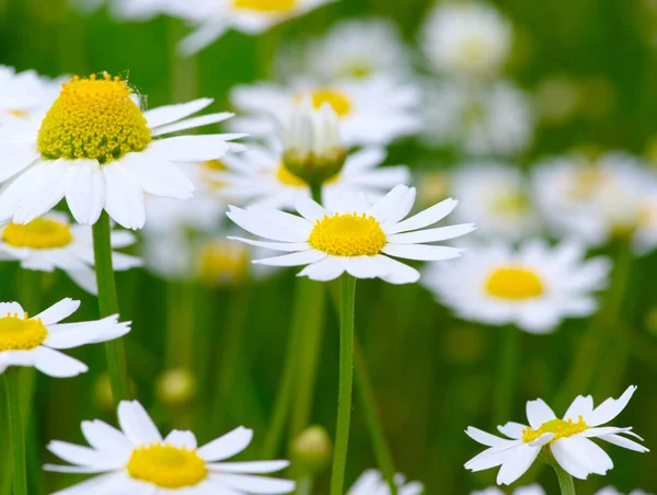 Witte Kamille Groen Veld — Stockfoto