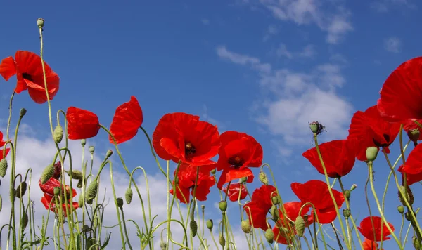 Rode Papaver Veld Lucht Wolken — Stockfoto