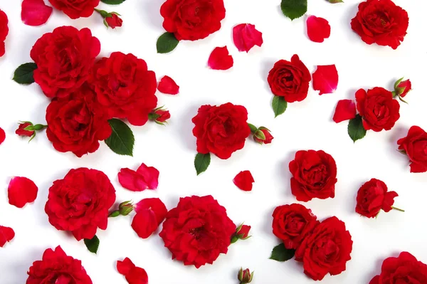 Red Roses White Background — Stock Photo, Image