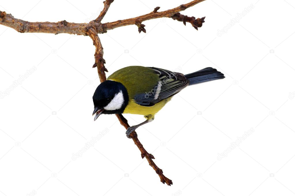 Great tit on a branch isolated on white