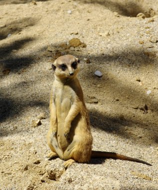 Meercat kumsalda .