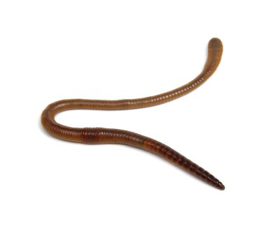 Beyaz arkaplandaki hayvan toprak solucanı. 