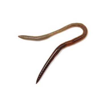 Beyaz arkaplanda izole edilmiş solucan