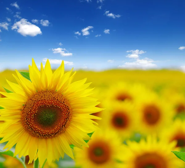 Field Blooming Sunflowers Background Blue Sky — Stock Photo, Image