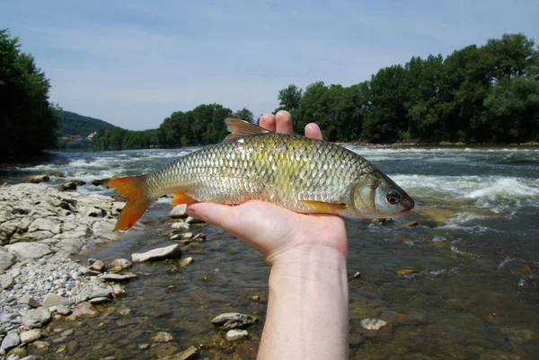 fish in the hand caught in the river