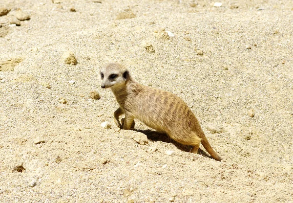 Meercat Sand — Stock Photo, Image