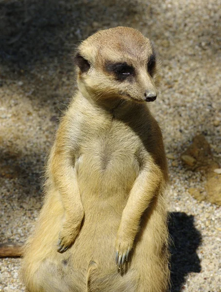 Meercat Sand — Stock Photo, Image