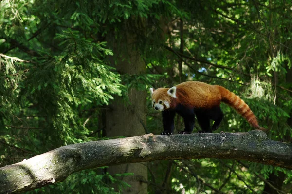 Kis Vörös Panda Pihen Egy Fán — Stock Fotó