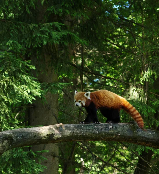 Kis Vörös Panda Pihen Egy Fán — Stock Fotó