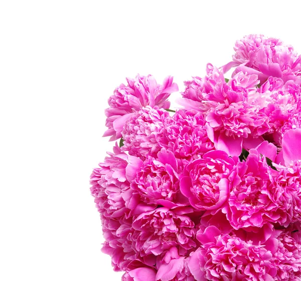 白地に隔離されたピンク牡丹 — ストック写真