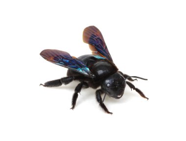 Beyaz arka planda siyah yaban arısı izole edilmiş.