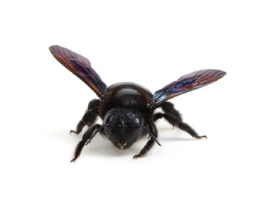 Bumblebee - Beyaz arkaplanda izole edilmiş Xylocopa ihlali