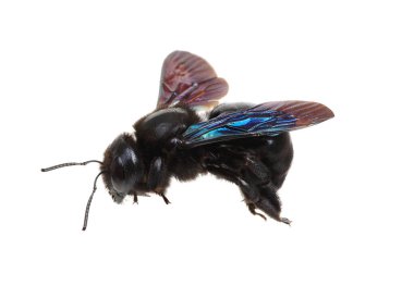 Beyaz arka planda siyah yaban arısı izole edilmiş.