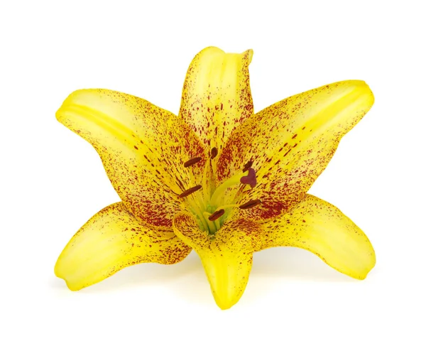 Yellow Lily White Background — Stock Photo, Image