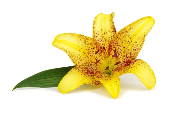 Yellow Lily White Background — Stock Photo, Image