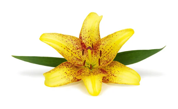 Yellow Lily White Background — Stock Photo, Image