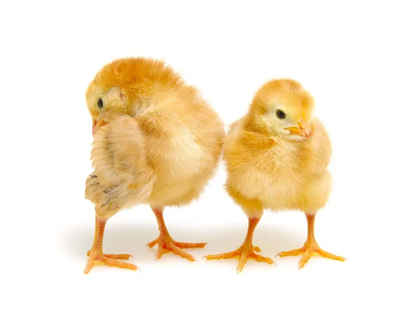 Kyckling Isolerad Vit Bakgrund — Stockfoto