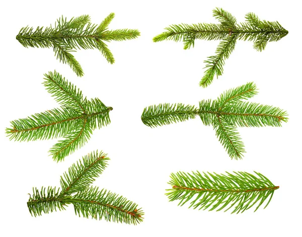 Sada Jedlových Větví Vánoční Strom Borovice Zima — Stock fotografie