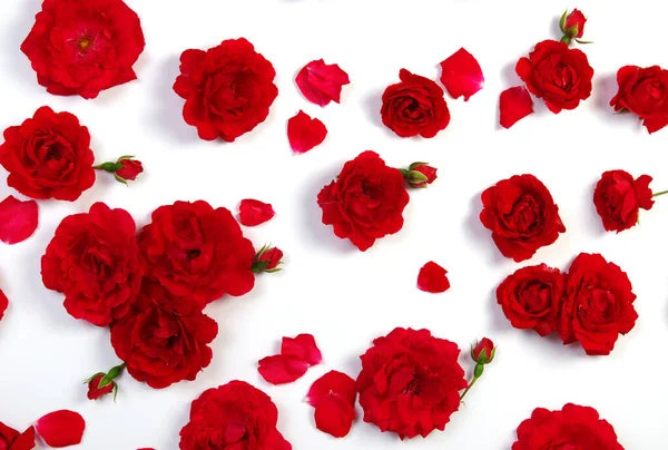 Red Roses White Background — Stock Photo, Image