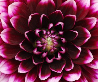 Soyut çiçek ve güzel taç yaprakları