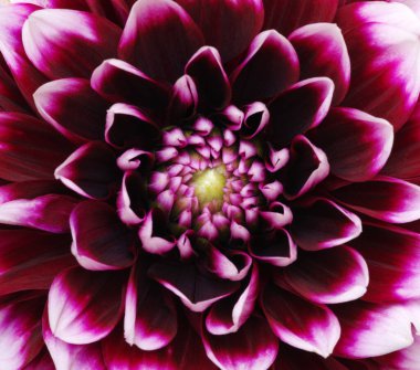 Soyut çiçek ve güzel taç yaprakları