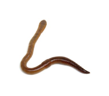 Beyaz arkaplandaki hayvan toprak solucanı. 