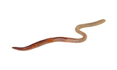 Beyaz arkaplandaki hayvan toprak solucanı. 