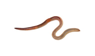 Beyaz arka planda izole edilmiş toprak solucanı 