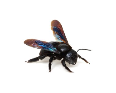 Beyaz arka planda siyah yaban arısı izole edilmiş.