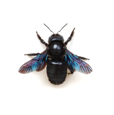 Bumblebee - Beyaz arkaplanda izole edilmiş Xylocopa ihlali