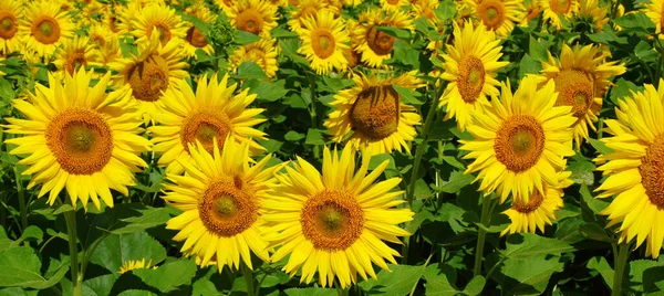 Field Blooming Sunflowers Background Blue Sky — Stock Photo, Image